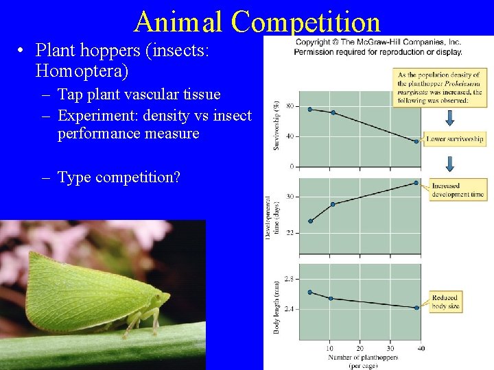 Animal Competition • Plant hoppers (insects: Homoptera) – Tap plant vascular tissue – Experiment: