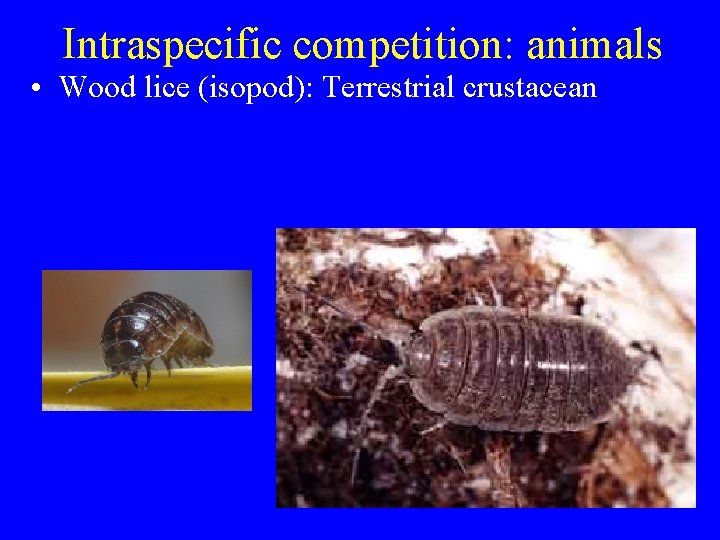 Intraspecific competition: animals • Wood lice (isopod): Terrestrial crustacean 