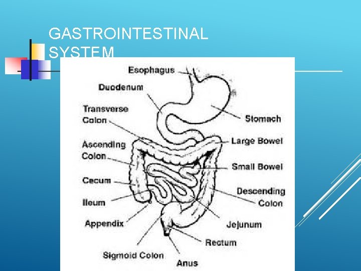 GASTROINTESTINAL SYSTEM 