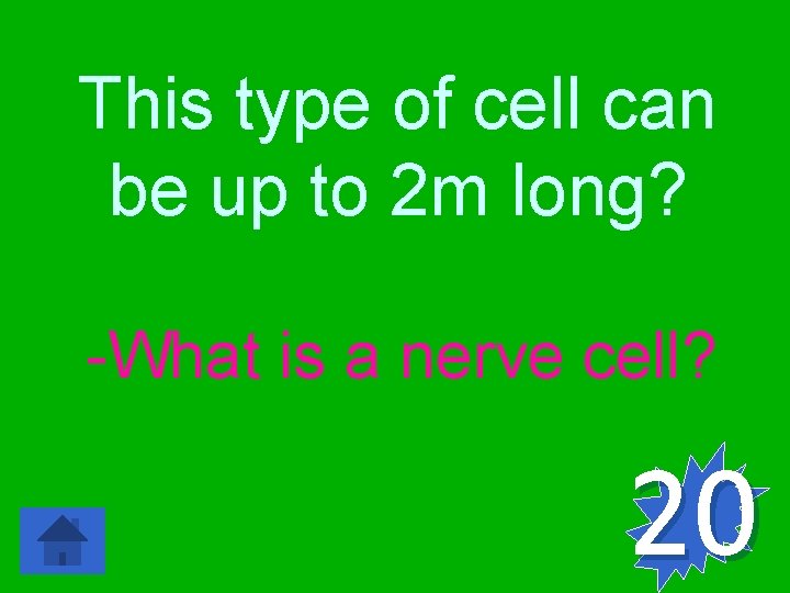 This type of cell can be up to 2 m long? -What is a