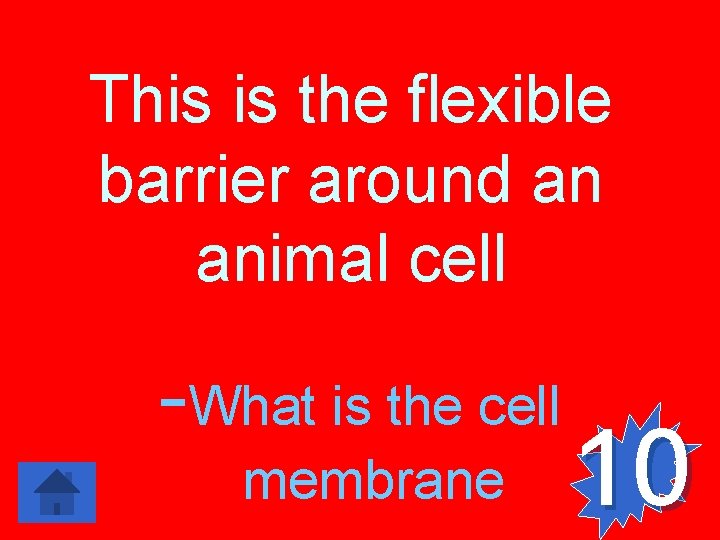 This is the flexible barrier around an animal cell -What is the cell membrane