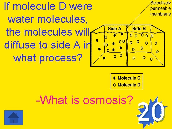 If molecule D were water molecules, the molecules will diffuse to side A in