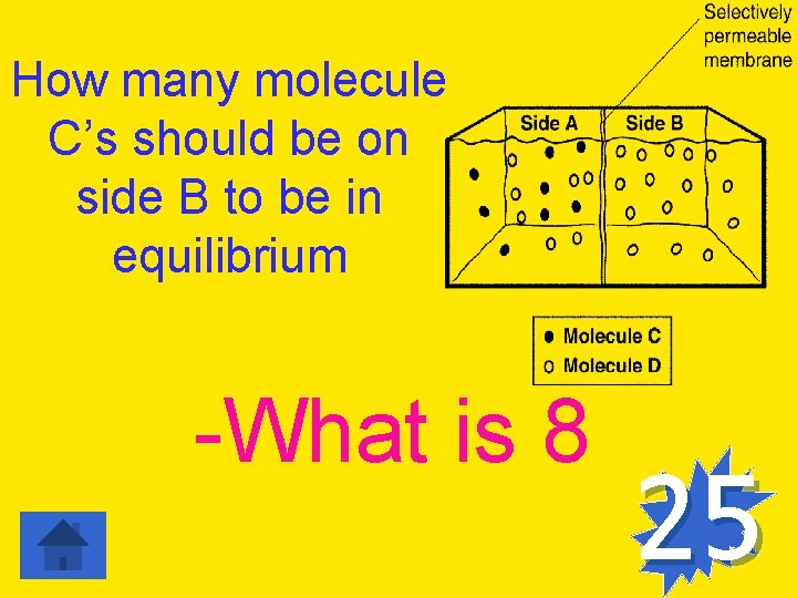 How many molecule C’s should be on side B to be in equilibrium -What