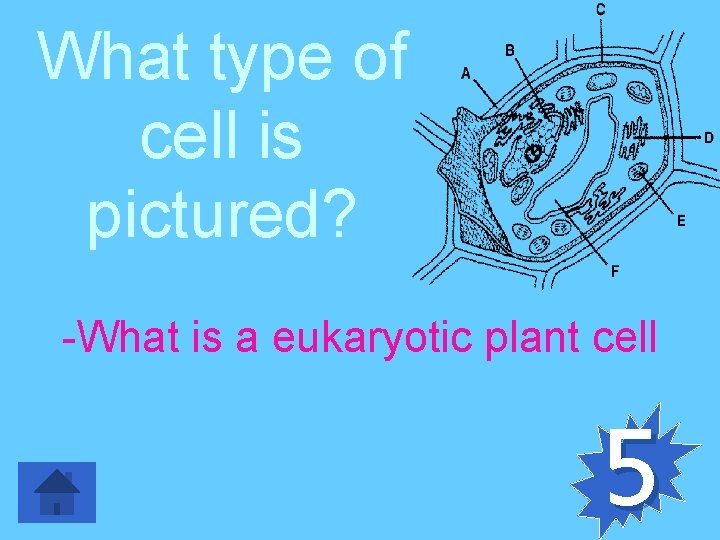 What type of cell is pictured? -What is a eukaryotic plant cell 5 