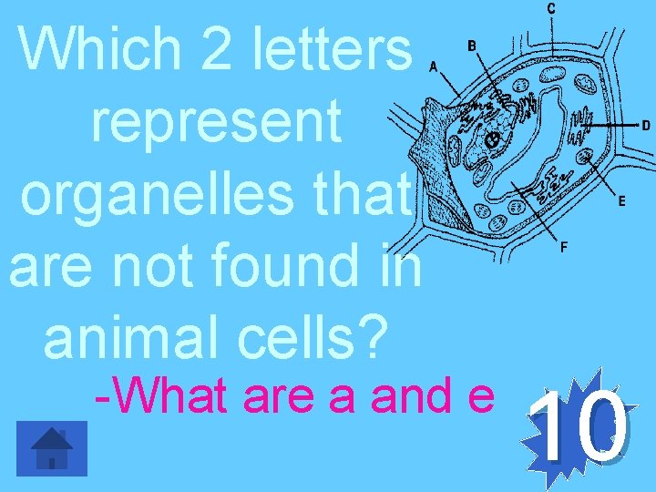 Which 2 letters represent organelles that are not found in animal cells? -What are