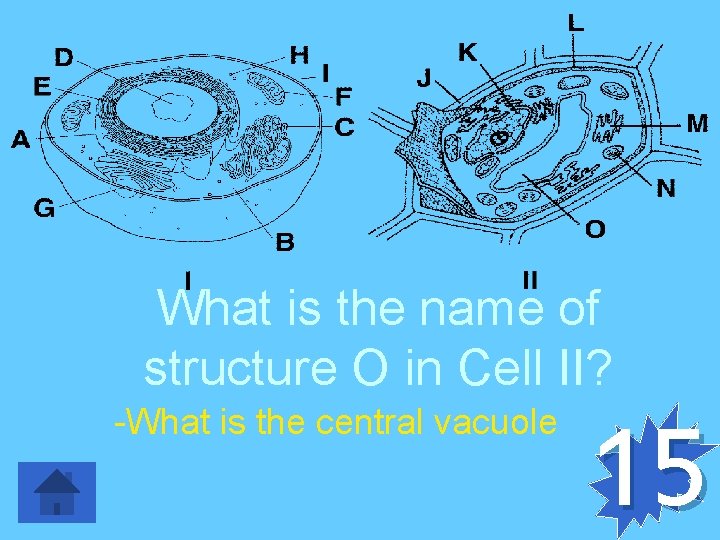 What is the name of structure O in Cell II? -What is the central