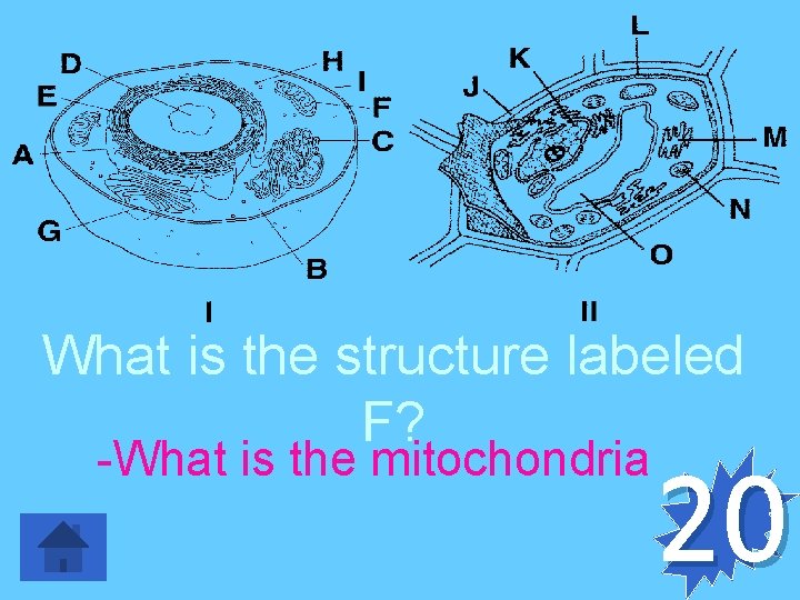 What is the structure labeled F? -What is the mitochondria 20 
