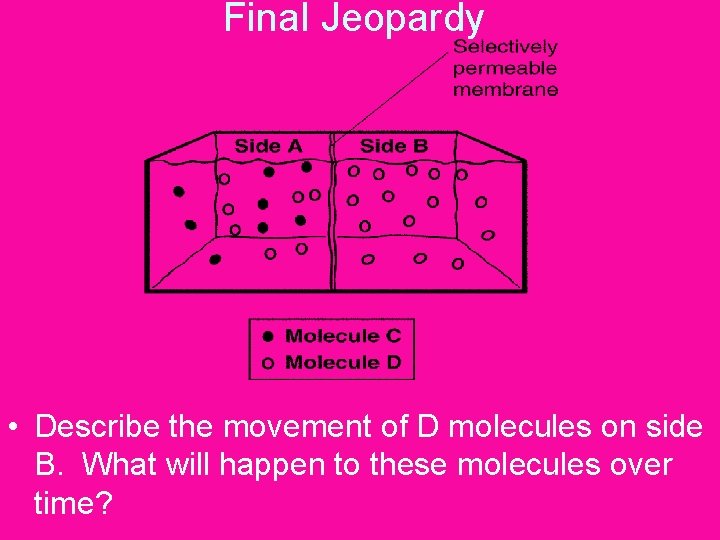 Final Jeopardy • Describe the movement of D molecules on side B. What will