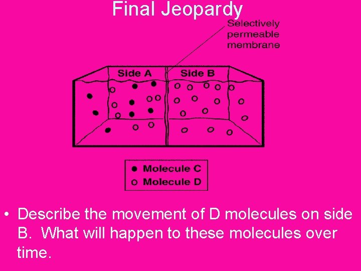 Final Jeopardy • Describe the movement of D molecules on side B. What will