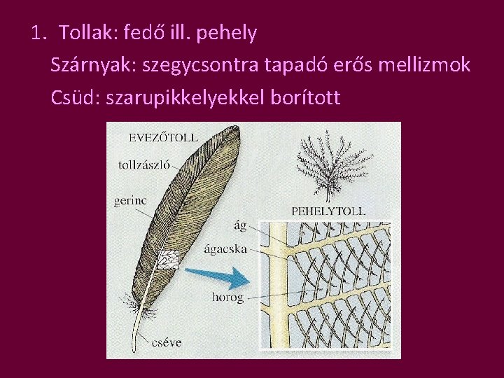 1. Tollak: fedő ill. pehely Szárnyak: szegycsontra tapadó erős mellizmok Csüd: szarupikkelyekkel borított 