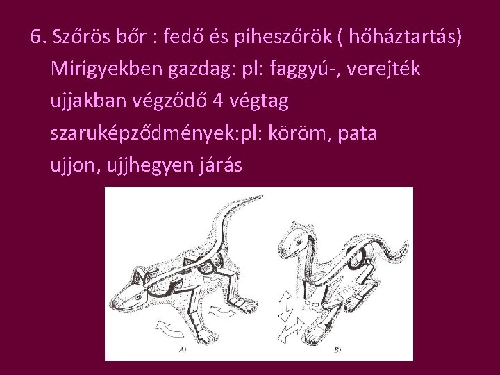 6. Szőrös bőr : fedő és piheszőrök ( hőháztartás) Mirigyekben gazdag: pl: faggyú-, verejték