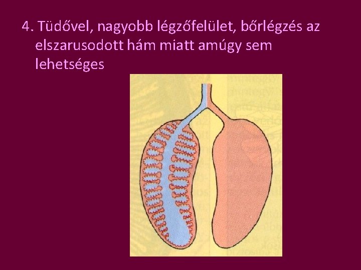 4. Tüdővel, nagyobb légzőfelület, bőrlégzés az elszarusodott hám miatt amúgy sem lehetséges 