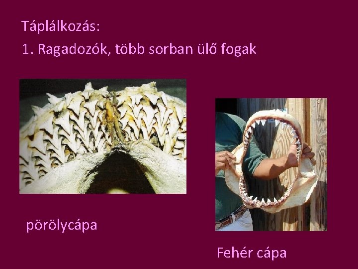 Táplálkozás: 1. Ragadozók, több sorban ülő fogak pörölycápa Fehér cápa 