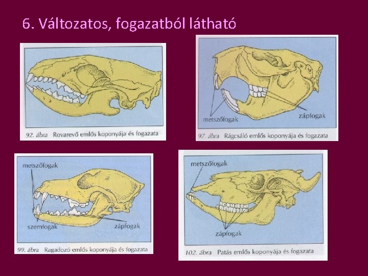 6. Változatos, fogazatból látható 