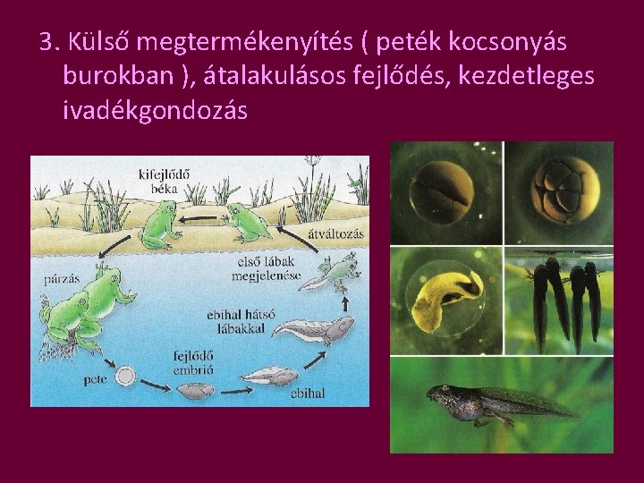 3. Külső megtermékenyítés ( peték kocsonyás burokban ), átalakulásos fejlődés, kezdetleges ivadékgondozás 