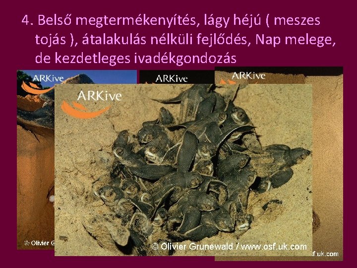 4. Belső megtermékenyítés, lágy héjú ( meszes tojás ), átalakulás nélküli fejlődés, Nap melege,