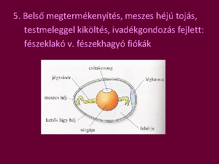 5. Belső megtermékenyítés, meszes héjú tojás, testmeleggel kiköltés, ivadékgondozás fejlett: fészeklakó v. fészekhagyó fiókák