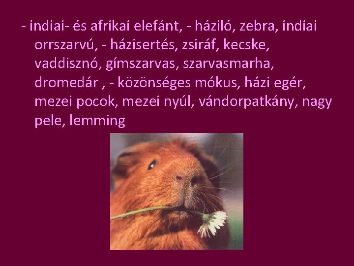 - indiai- és afrikai elefánt, - háziló, zebra, indiai orrszarvú, - házisertés, zsiráf, kecske,