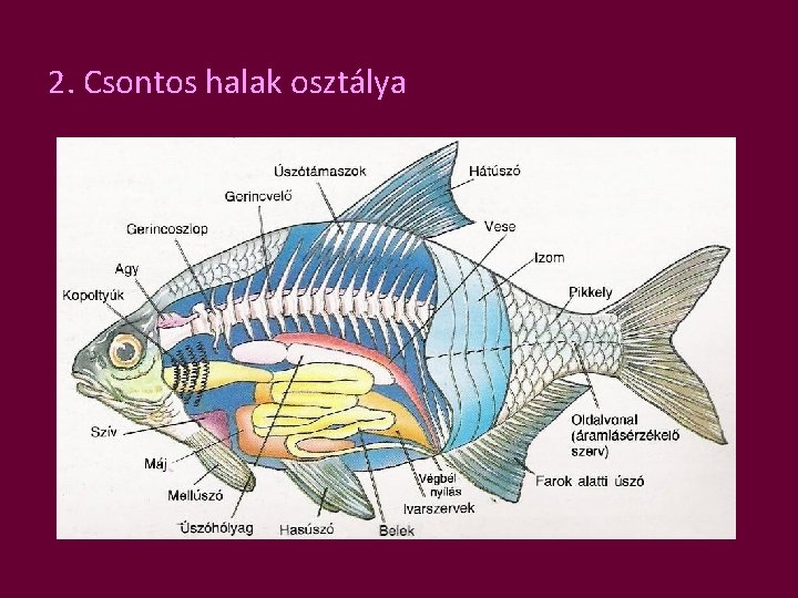 2. Csontos halak osztálya 
