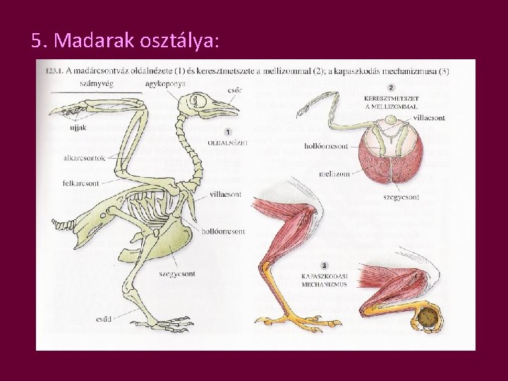 5. Madarak osztálya: 