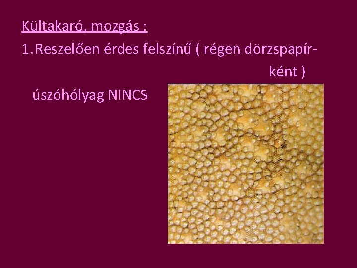 Kültakaró, mozgás : 1. Reszelően érdes felszínű ( régen dörzspapírként ) úszóhólyag NINCS 