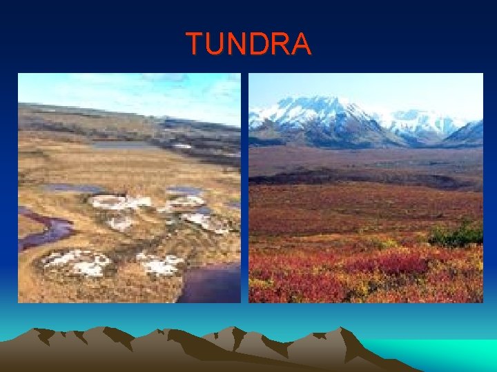 TUNDRA 