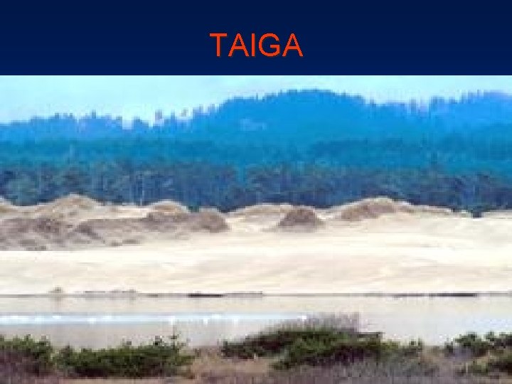 TAIGA 