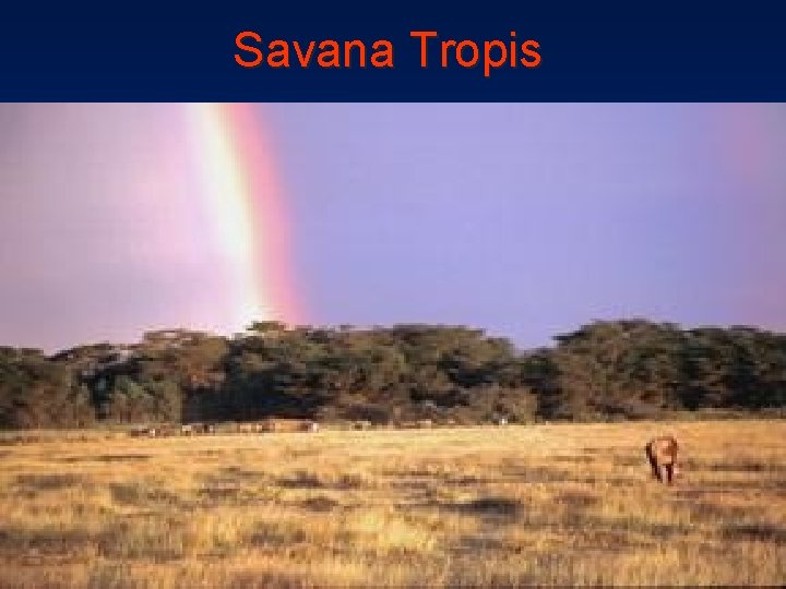Savana Tropis Savana Tropis