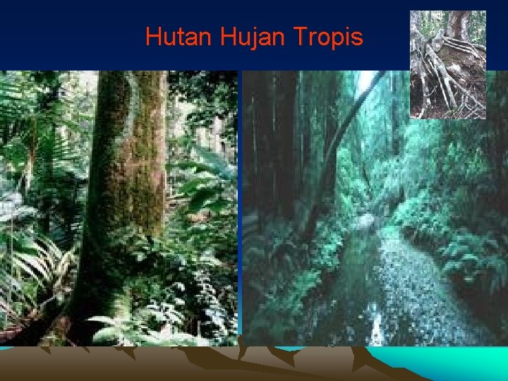 Hutan Hujan Tropis 