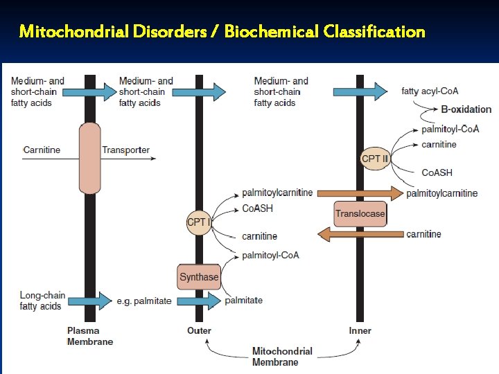 Mitochondrial Disorders / Biochemical Classification Mitochondrial Disorders / Biochemical Classification