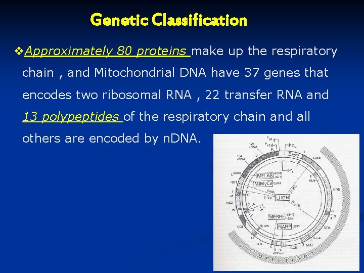 Genetic Classification v. Approximately 80 proteins make up the respiratory chain , and Mitochondrial Genetic Classification v. Approximately 80 proteins make up the respiratory chain , and Mitochondrial