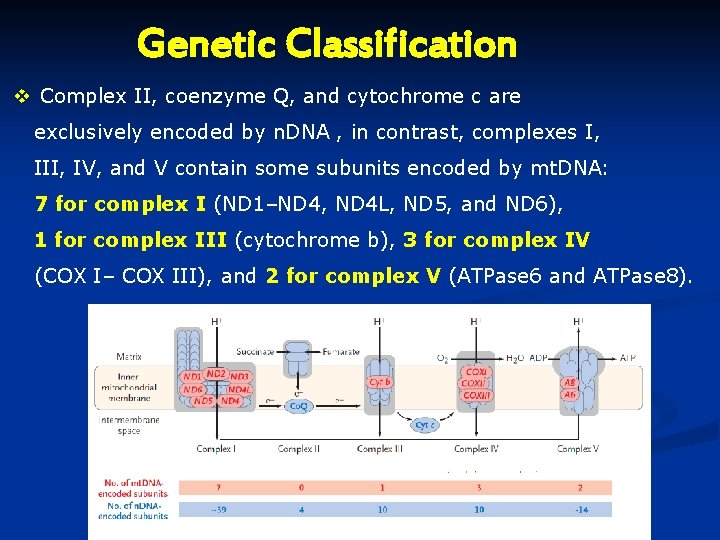 Genetic Classification v Complex II, coenzyme Q, and cytochrome c are exclusively encoded by Genetic Classification v Complex II, coenzyme Q, and cytochrome c are exclusively encoded by