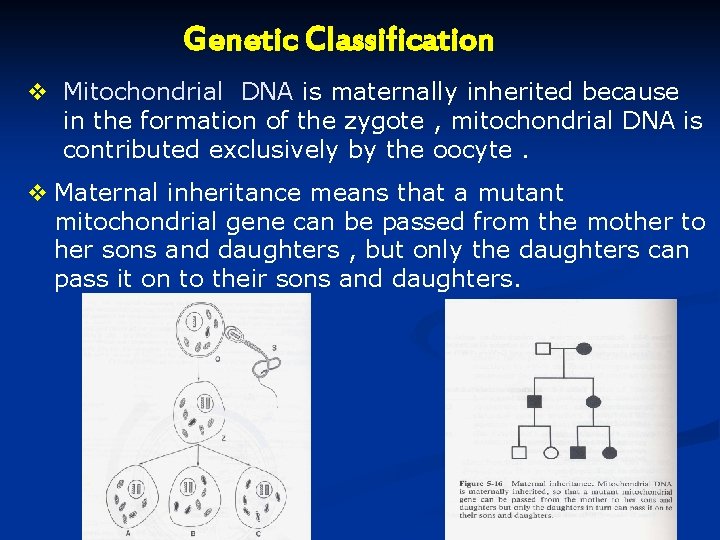 Genetic Classification v Mitochondrial DNA is maternally inherited because in the formation of the Genetic Classification v Mitochondrial DNA is maternally inherited because in the formation of the