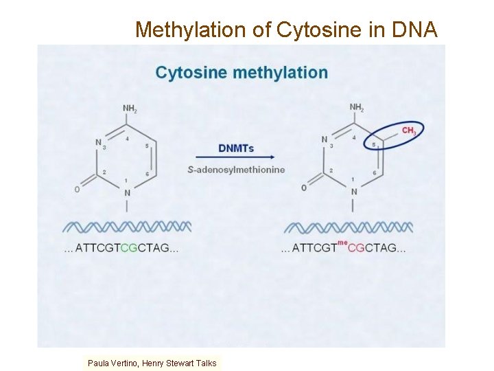 Methylation of Cytosine in DNA Paula Vertino, Henry Stewart Talks 