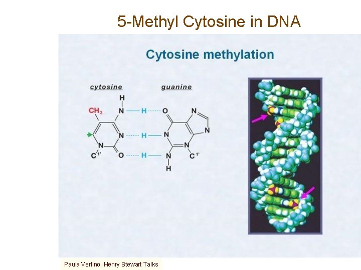 5 -Methyl Cytosine in DNA Paula Vertino, Henry Stewart Talks 