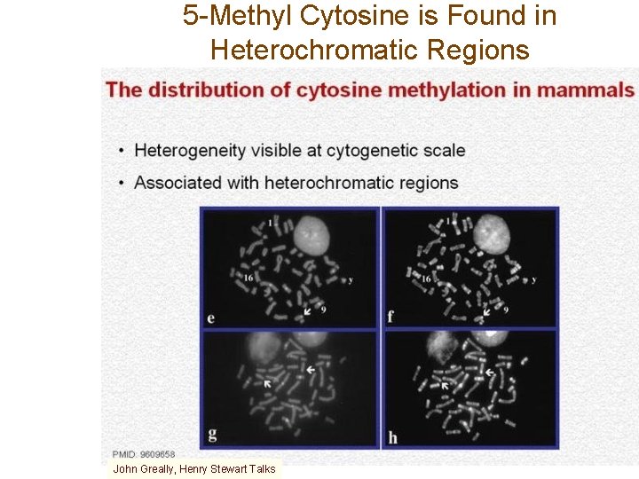 5 -Methyl Cytosine is Found in Heterochromatic Regions John Greally, Henry Stewart Talks 