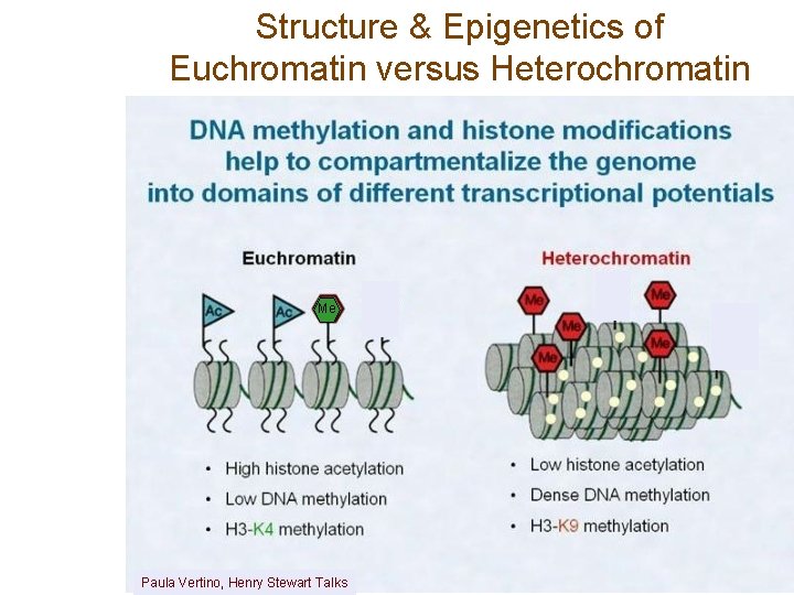 Structure & Epigenetics of Euchromatin versus Heterochromatin Me Paula Vertino, Henry Stewart Talks 