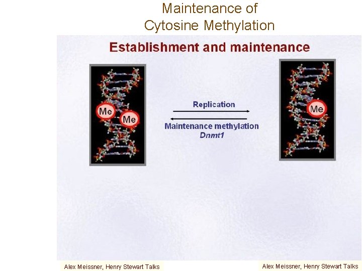 Maintenance of Cytosine Methylation Alex Meissner, Henry Stewart Talks 