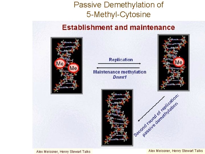 Passive Demethylation of 5 -Methyl-Cytosine Alex Meissner, Henry Stewart Talks 