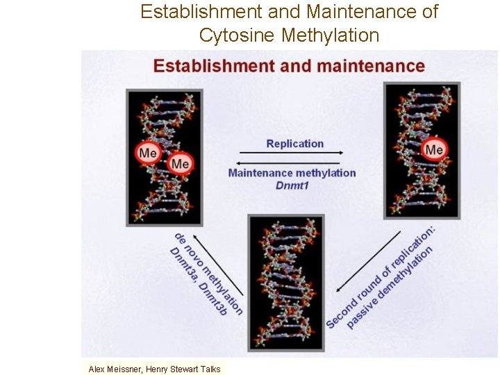 Establishment and Maintenance of Cytosine Methylation Alex Meissner, Henry Stewart Talks 