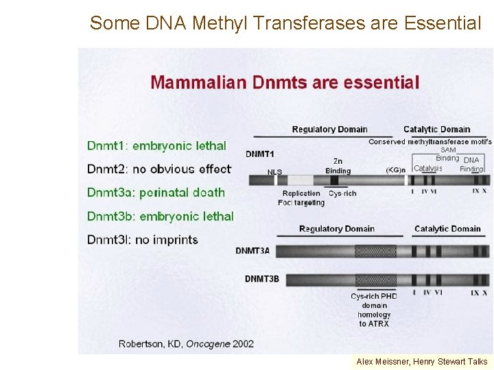 Some DNA Methyl Transferases are Essential Alex Meissner, Henry Stewart Talks 