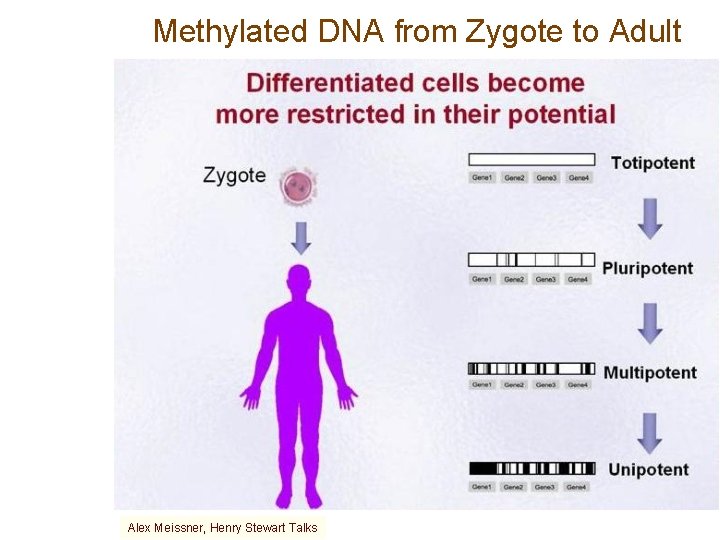 Methylated DNA from Zygote to Adult Alex Meissner, Henry Stewart Talks 