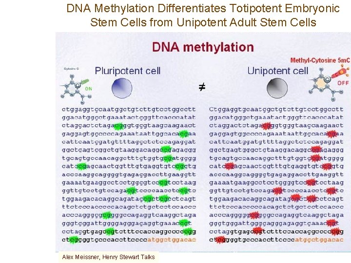 DNA Methylation Differentiates Totipotent Embryonic Stem Cells from Unipotent Adult Stem Cells Alex Meissner,