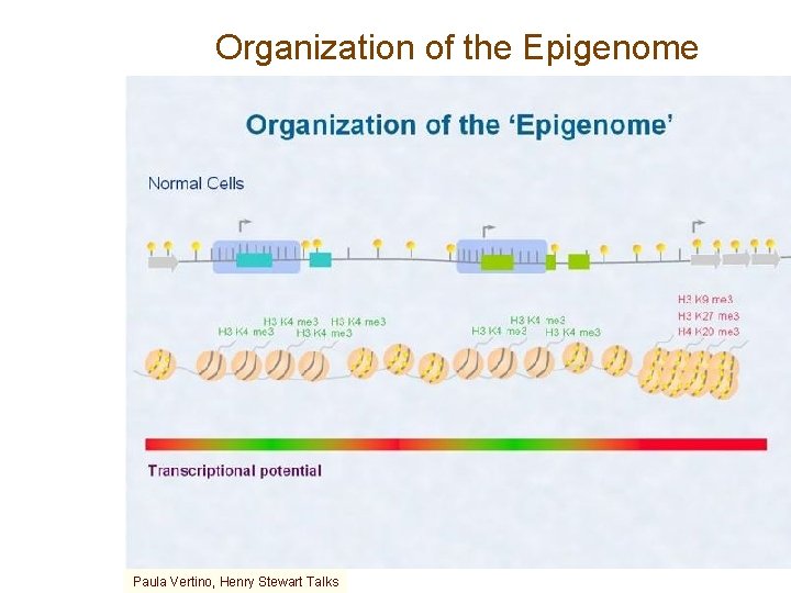 Organization of the Epigenome Paula Vertino, Henry Stewart Talks 