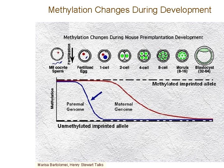 Methylation Changes During Development Marisa Bartolomei, Henry Stewart Talks 