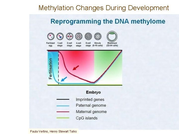 Methylation Changes During Development Paula Vertino, Henry Stewart Talks 