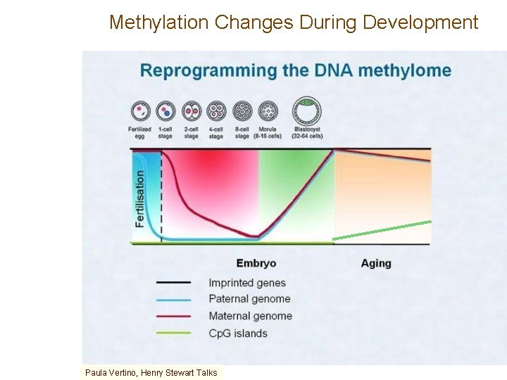 Methylation Changes During Development Paula Vertino, Henry Stewart Talks 