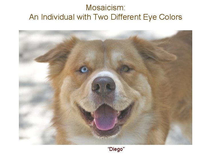 Mosaicism: An Individual with Two Different Eye Colors “Diego” 