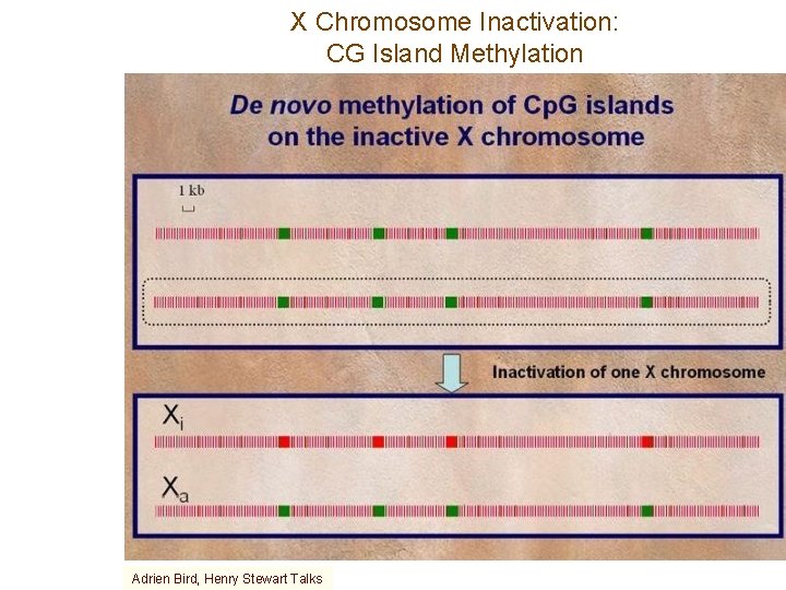 X Chromosome Inactivation: CG Island Methylation Adrien Bird, Henry Stewart Talks 