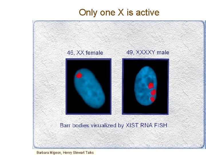 Only one X is active Barbara Migeon, Henry Stewart Talks 